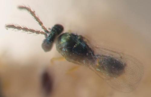 Réf. 327 460 : Chaenotetrastichus grangeri